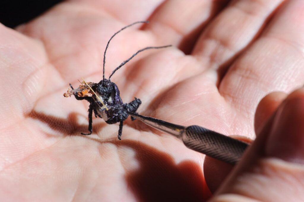 This is how I fix bugs